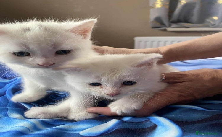 Mixed Breed cats - Advert 10