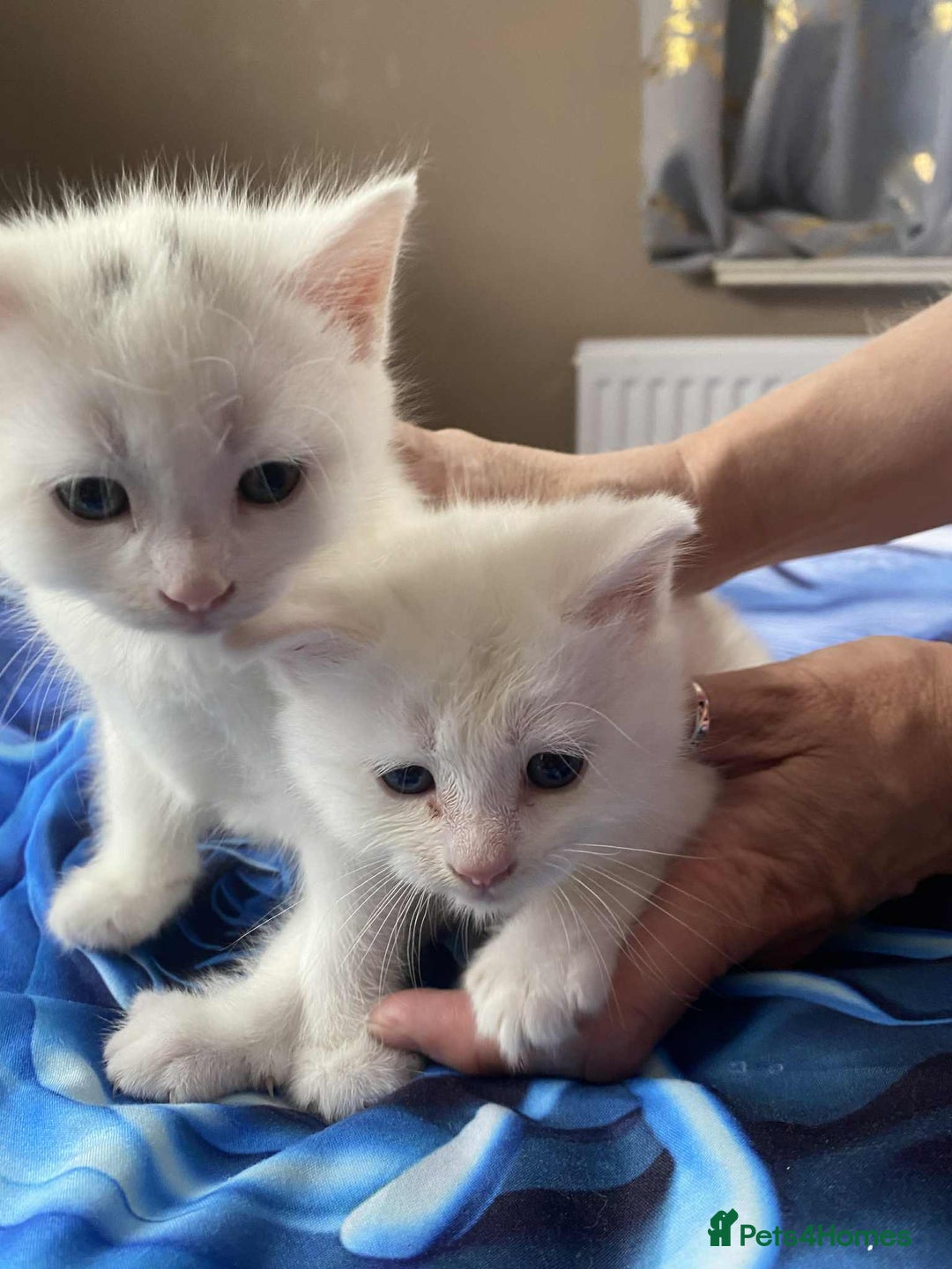 Mixed Breed cats for sale: Kittens for sale  - Image 1