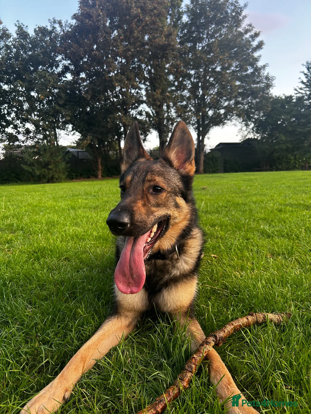 German Shepherd dogs for sale: GERMAN SHEPARD  - Advert 4