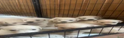 Golden Shepherd dogs for sale: golden retriever x golden shepherd puppies   - Advert 11