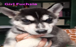 Siberian Husky dogs for sale: Siberian Husky X Pups - Image 3