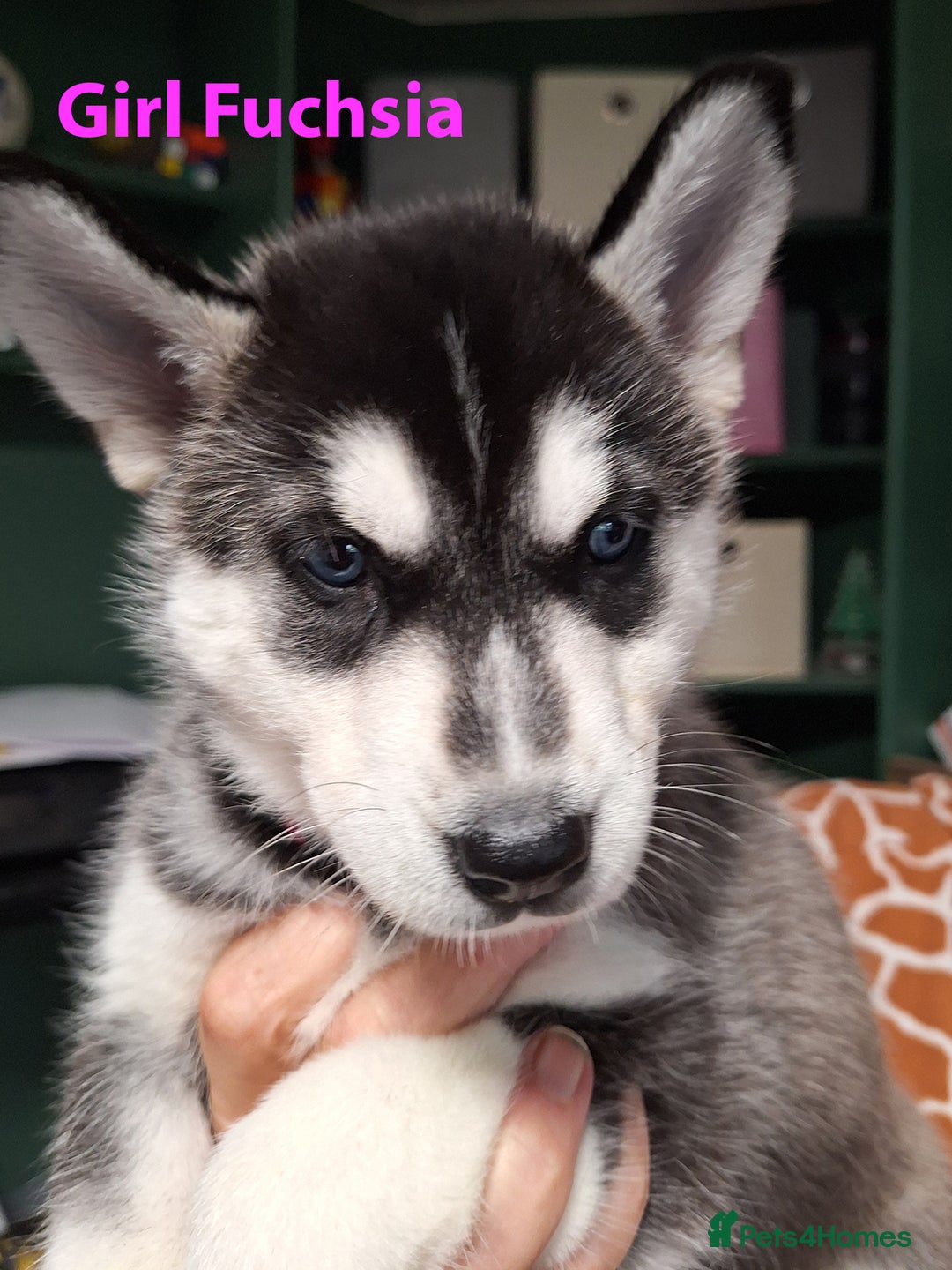 Siberian Husky dogs for sale: Siberian Husky X Pups - Image 3