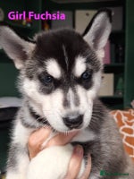 Siberian Husky dogs - Advert 2