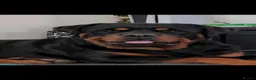 Rottweiler dogs for sale: Stunning Rottweilers - Advert 17