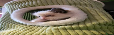 Ragdoll 2
