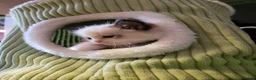 Ragdoll cats for sale: Ragdoll kittens - Advert 5
