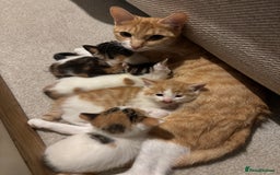 Domestic Shorthair cats for sale: Kittens for sale - Image 8