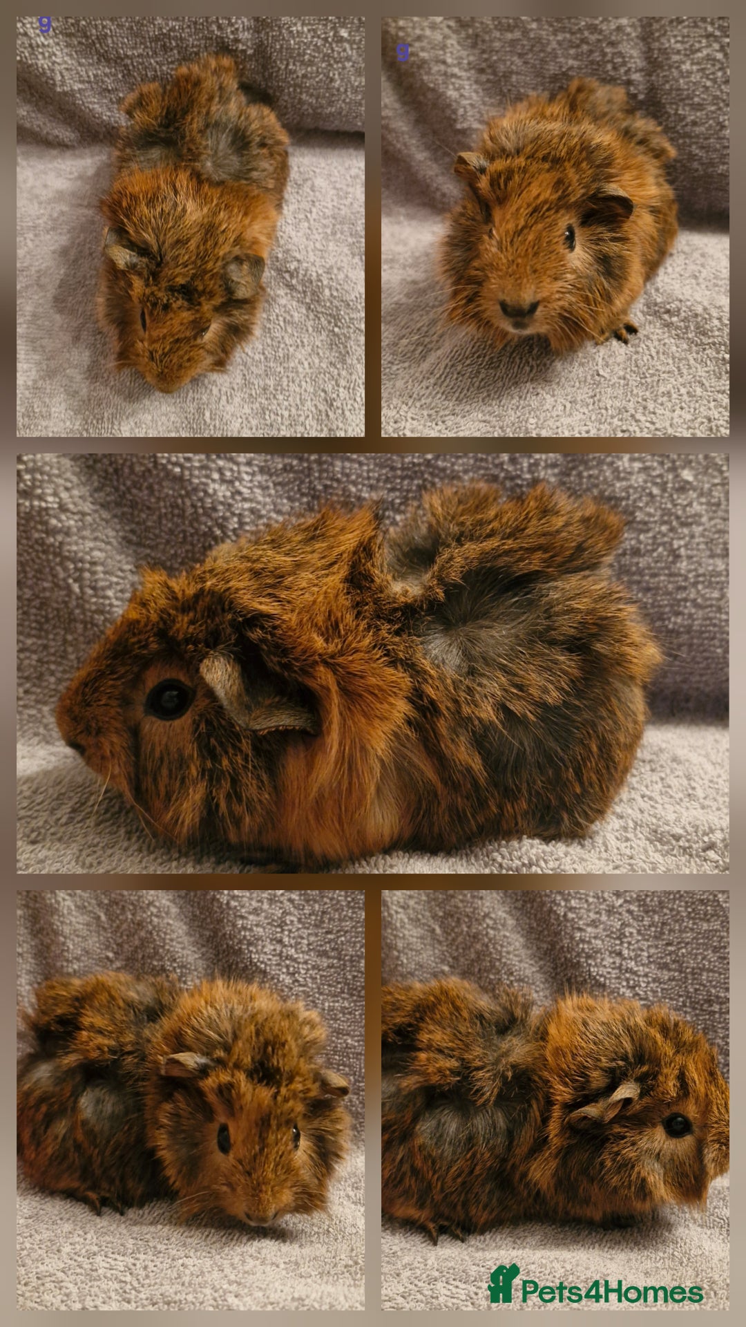 Guinea Pig rodents for sale: 2 sow's & 1 boar baby guinea pigs - Advert 3