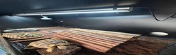Hermann Tortoise reptiles for sale: Pair of Hermann's Tortoises with Complete Setup - Advert 13