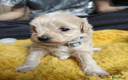 Maltipoo dogs for sale: F2 Mini Maltipoo,Toy size 4 boys - Image 18