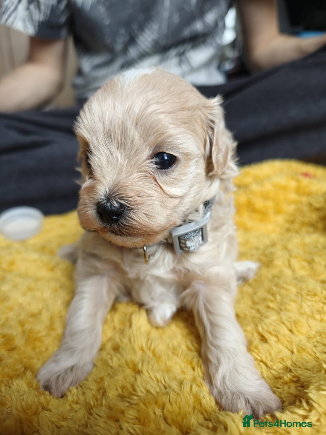 Maltipoo dogs for sale: F2 Mini Maltipoo,Toy size 4 boys - Image 18