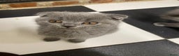 Scottish Fold cats for sale: Scottish Fold kittens 1 Boy Available ready now  - Advert 13