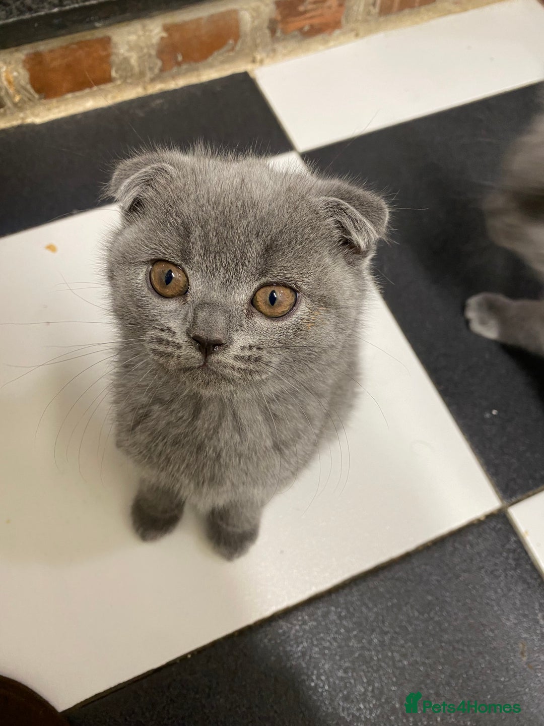 Scottish Fold cats for sale: Scottish Fold kittens 1 Boy Available ready now  - Advert 13