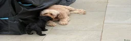 Cockapoo dogs for sale: Stunning Cockapoo Puppies — Homes for Life Only in Banbury - Advert 19