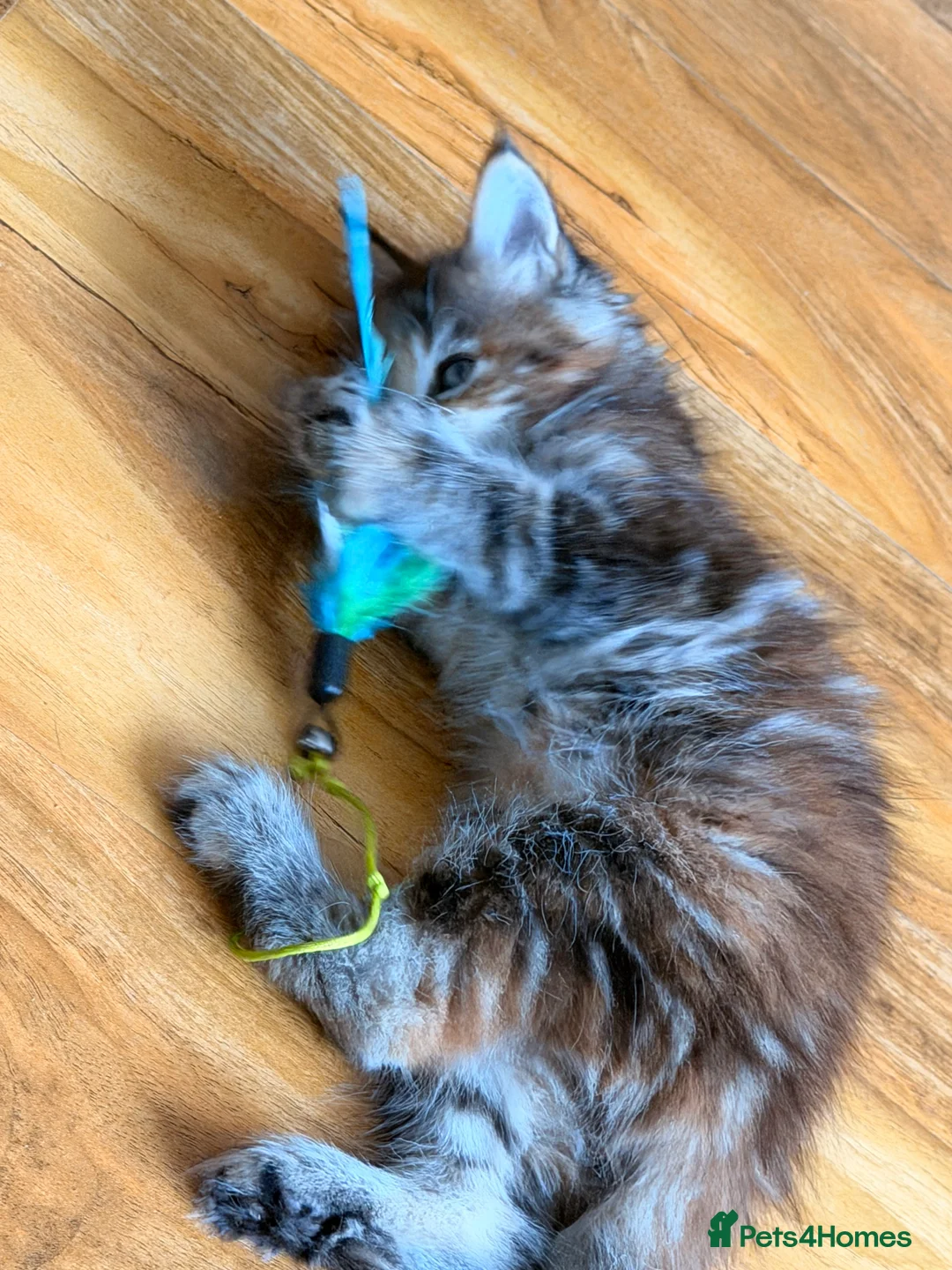 Maine Coon cats for sale: Maine coon kittens - Advert 4