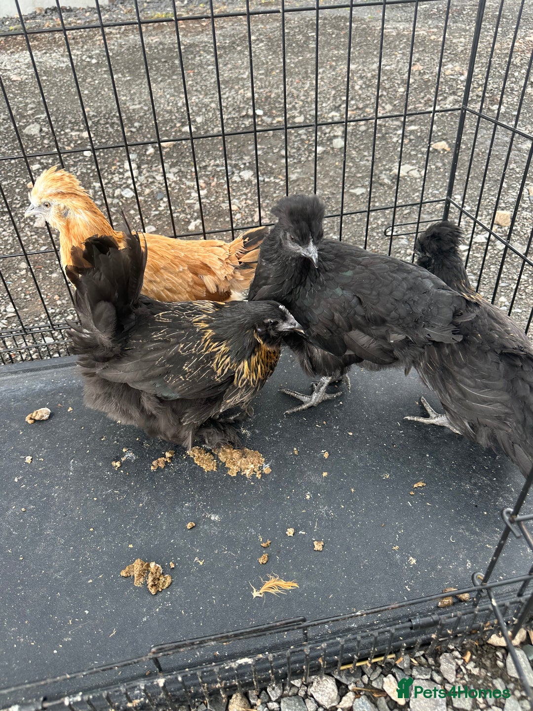 Chickens poultry for sale: Lots of Poultry Chickens available  - Image 14