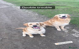 Golden Retriever dogs for sale: Golden retriever puppies - Image 7