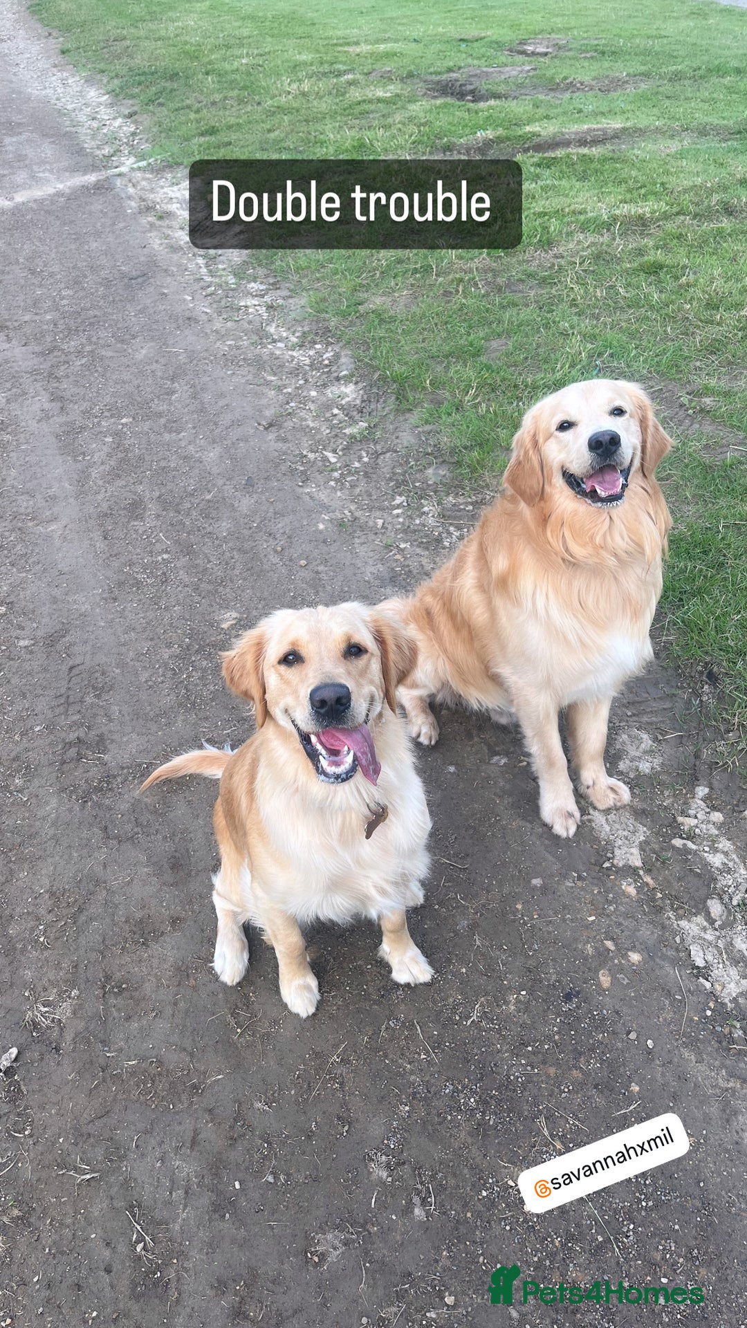 Golden Retriever dogs for sale: Golden retriever puppies - Image 7