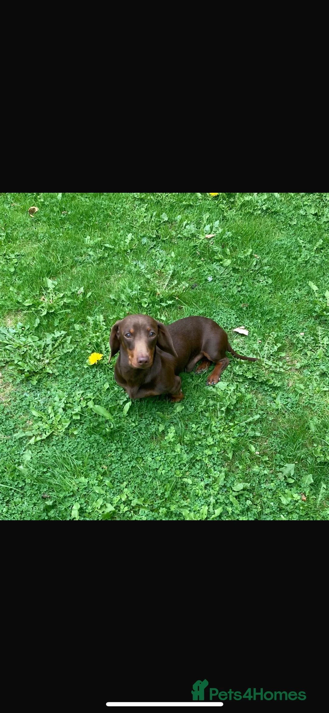 Dachshund dogs for sale: Two beautiful boys  - Advert 9