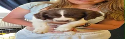 English Springer Spaniel dogs for sale: Springer spaniel puppies for sale  - Advert 4