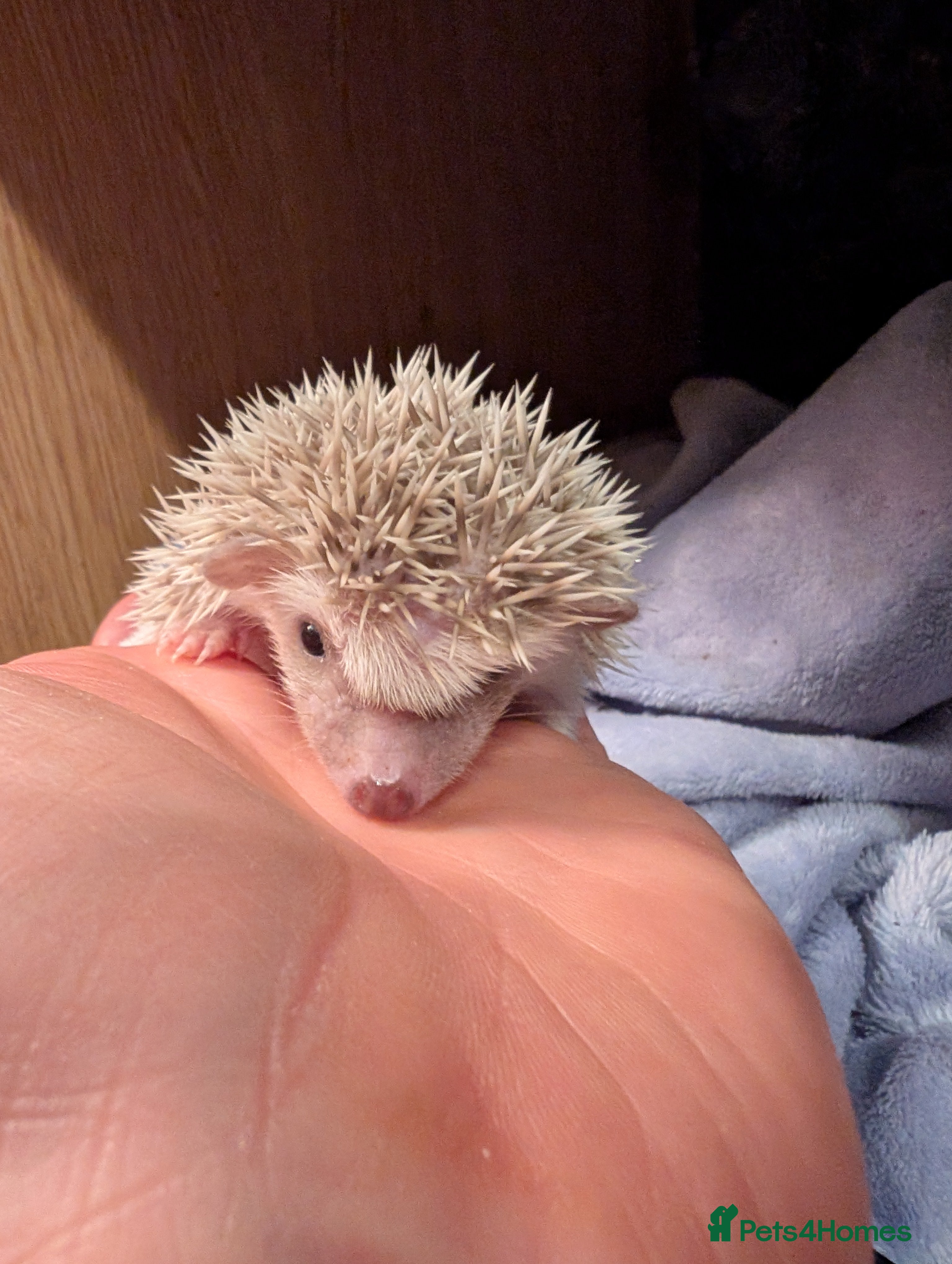 Pygmy Hedgehog rodents Happy babies  - Advert 3