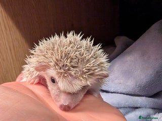 Pygmy Hedgehog rodents Happy babies - Advert 3