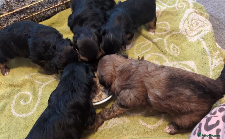 Mixed Breed dogs - Advert 1