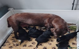 Labrador Retriever dogs for sale: Quality Labrador pups, KC, health tested parents - Image 5