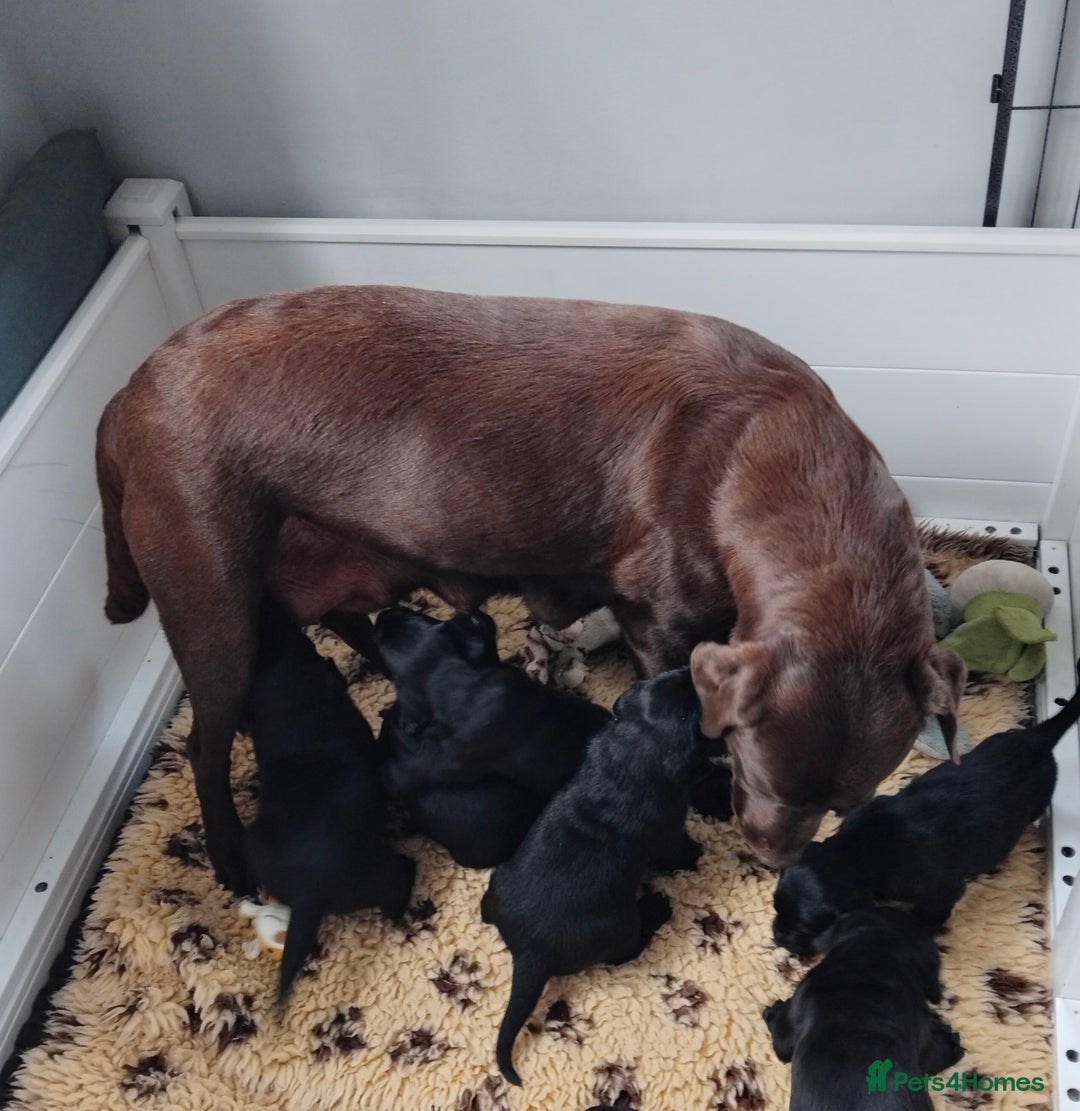 Labrador Retriever dogs for sale: Quality Labrador pups, KC, health tested parents - Image 5