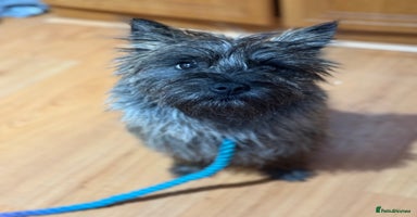 Mixed Breed dogs Tibetan & Cairn Dogs looking for new homes  - Advert 4