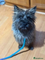 Mixed Breed dogs Tibetan & Cairn Dogs looking for new homes - Advert 4