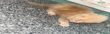 Ginger boy