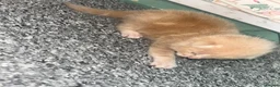 Mixed Breed cats for sale: 2 males 1 female  - Advert 5