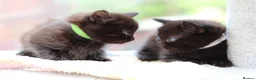 Domestic Shorthair cats for sale: Beautiful Kittens - Advert 6