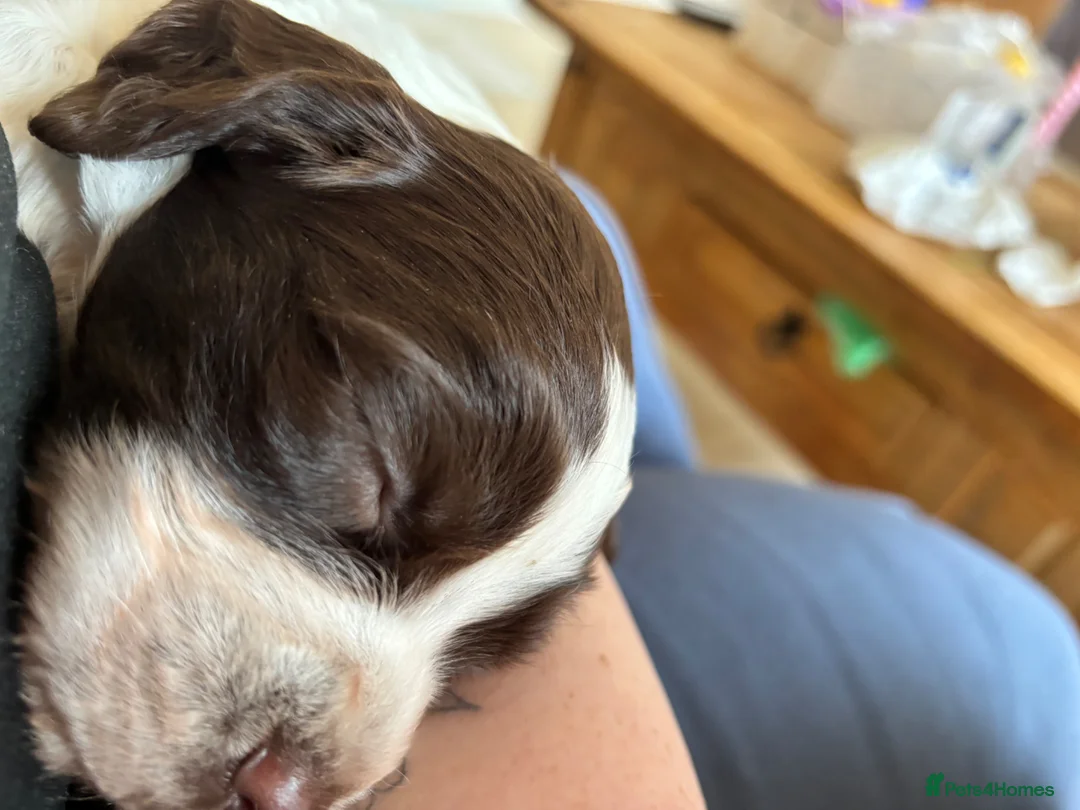 Sprocker dogs for sale: Springer girl  - Advert 11