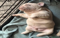 French Bulldog dogs for sale: Lilac Merle and Cream ghost Merle  in Stoke-on-Trent - Image 27