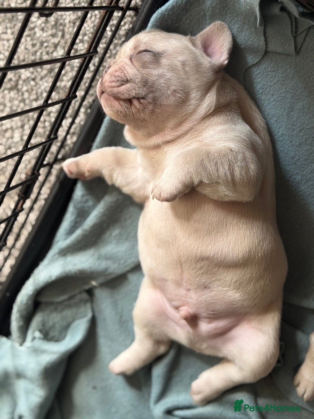 French Bulldog dogs for sale: Lilac Merle and Cream ghost Merle  in Stoke-on-Trent - Image 27