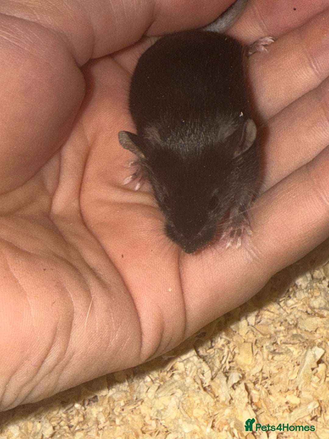 Mouse rodents for sale: Fancy mice lots of males and females available  - Advert 3