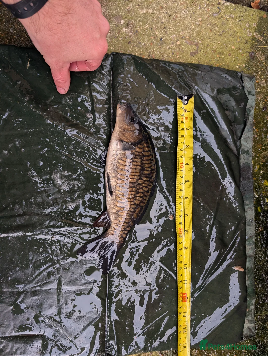 Cyprinids fish for sale: Pond fish for sale - Advert 7