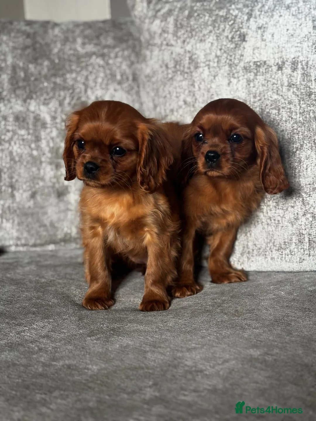 Cavalier King Charles Spaniel dogs for sale: CAVALIER KING CHARLES SPANIELS  - Advert 5
