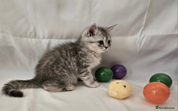 British Shorthair cats for sale: BRITISH SHORTHAIR CHAMPION BLOODLINE - Image 19
