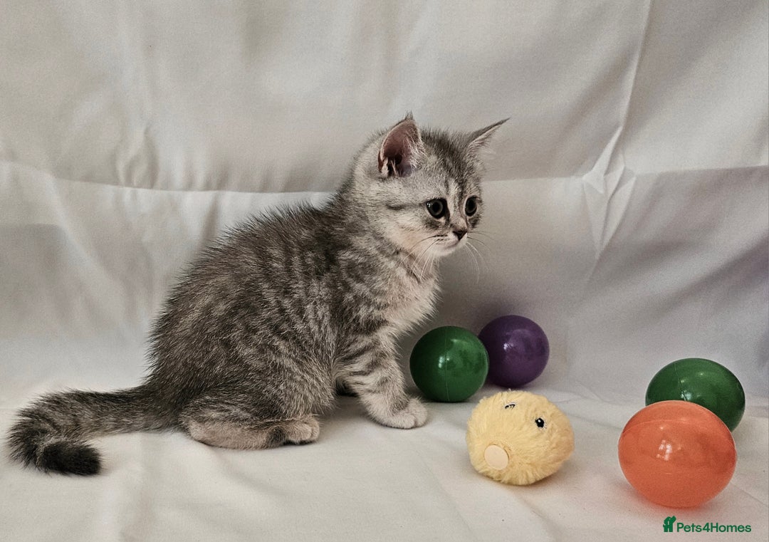 British Shorthair cats for sale: BRITISH SHORTHAIR CHAMPION BLOODLINE - Image 19