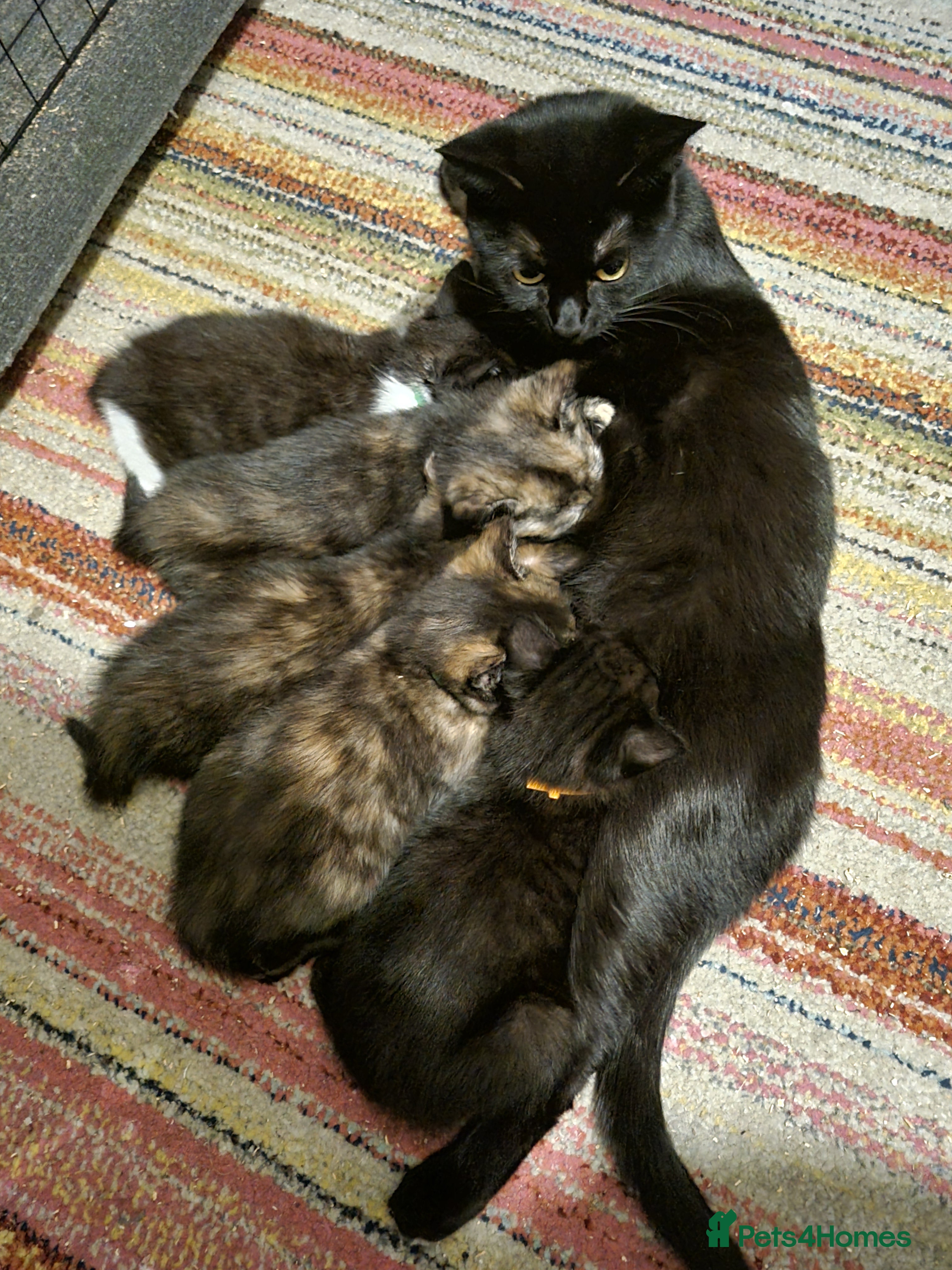 Mixed Breed cats 5 beautiful kittens for sale - Advert 6