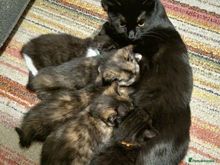 Mixed Breed cats 5 beautiful kittens for sale - Advert 2