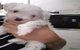 Maltese dogs for sale: Maltese male  - Image 2