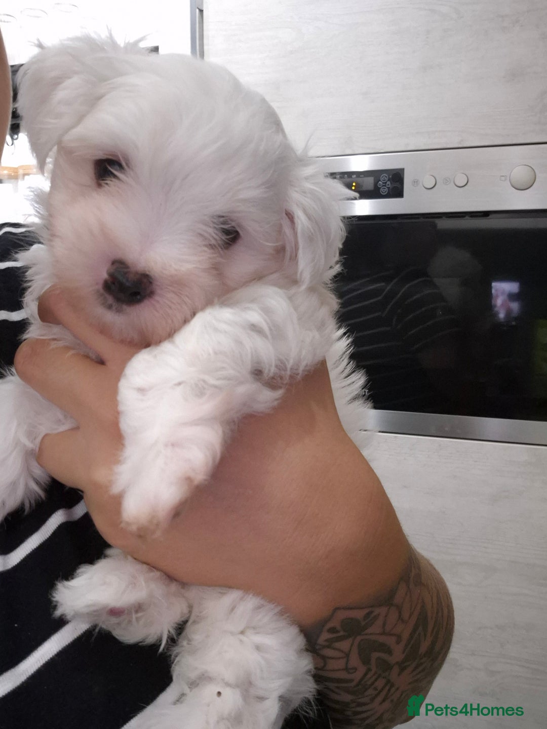 Maltese dogs for sale: Maltese male  - Image 2