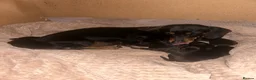 Dachshund dogs for sale: Dachshund  - Advert 32