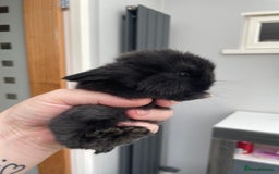 Mini Lop rabbits for sale: Beautiful Mini lop Bunnies - Image 6