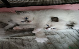 Ragdoll cats for sale: 💞 Beautiful Ragdoll 💞 - Image 6