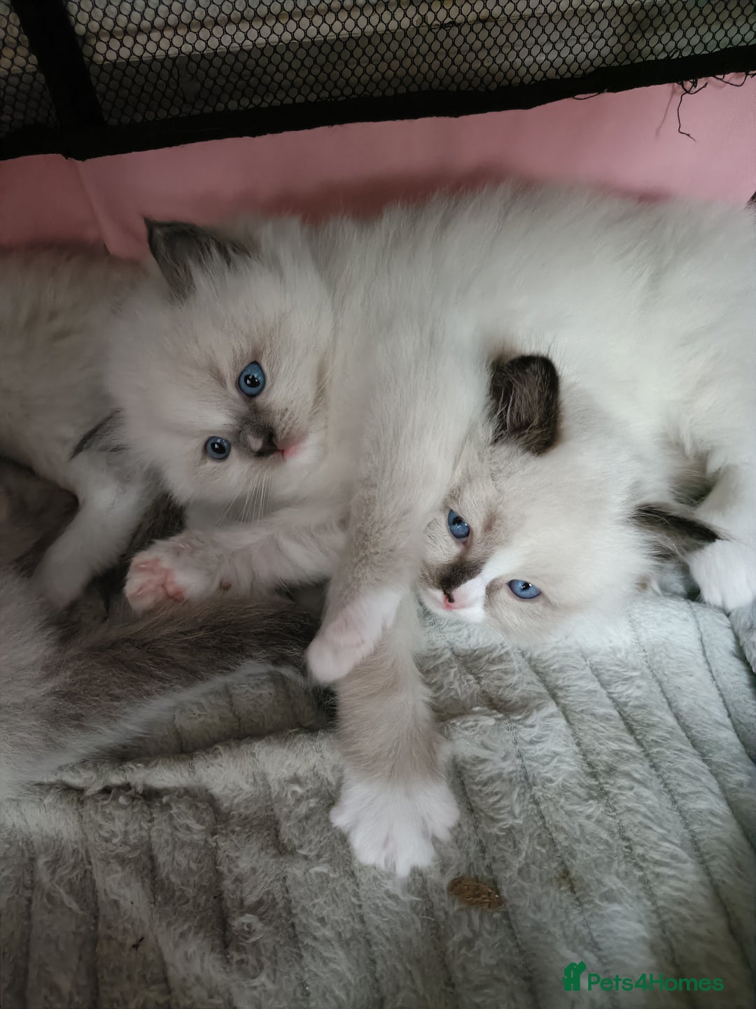 Ragdoll cats for sale: 💞 Beautiful Ragdoll 💞 - Image 6